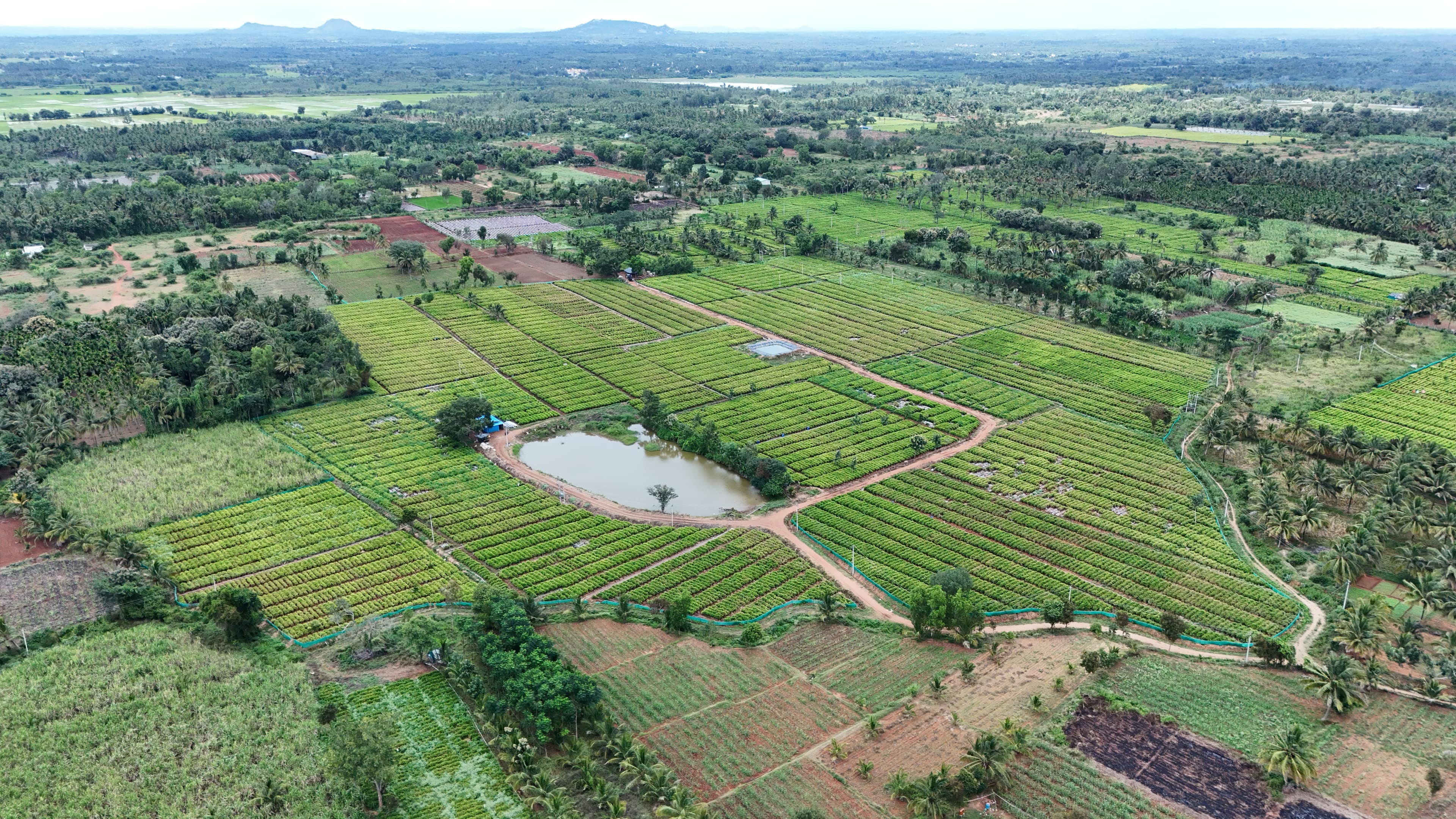 Our Plantations